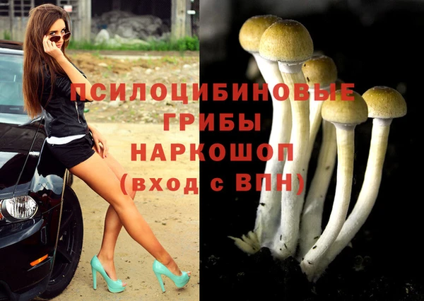 прущие грибы Бородино
